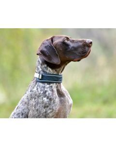 Weatherbeeta Explorer Dog Collar