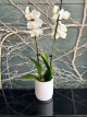 Orchid White Double Stem