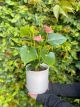 Anthurium Plant 12cm